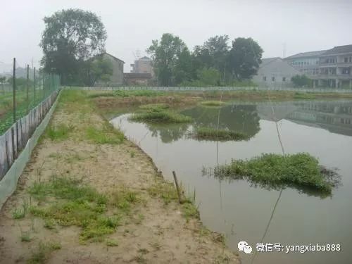 龙虾养殖技术服务乱象 多少人在假借技术之名行推销之实